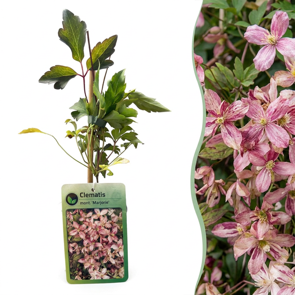 Clématite des montagnes Marjorie - Clematis montana - H 35 cm, pot Ø9 cm
