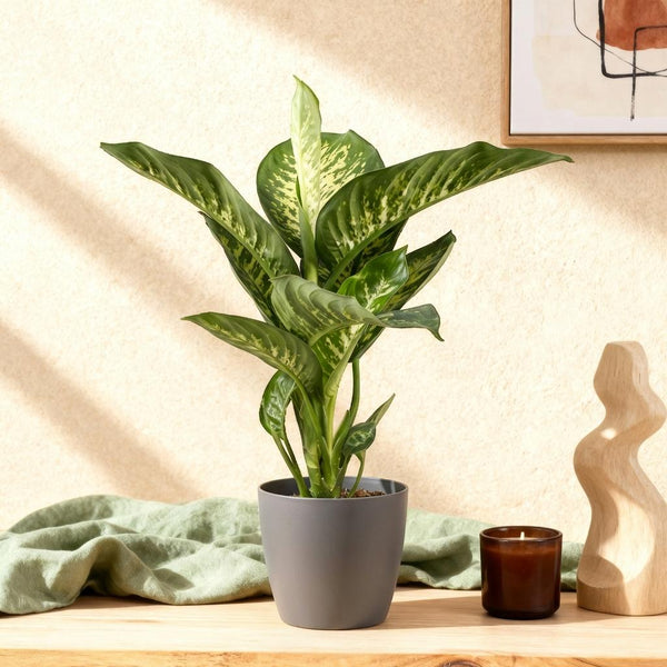 Dieffenbachia Tropic Snow | Pot 17 cm