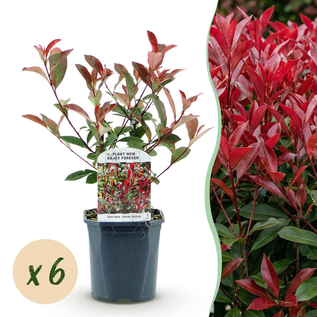 La Green Touch - Plantas de Sebes - Photinia fraseri Carre Rouge - verde vermelho - 6 plantas - 1 metro linear - perene - vaso 17cm altura 55cm