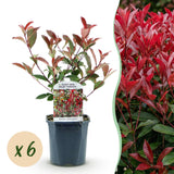La Green Touch - Plantas de Sebes - Photinia fraseri Carre Rouge - verde vermelho - 6 plantas - 1 metro linear - perene - vaso 17cm altura 55cm