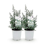 Eucalyptus gunnii - 2 plants - H 40 cm, pot Ø17 cm