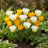 Tulipe Sunbath jaune et blanc