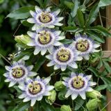 Passiflore bleue - Passiflora caerulea - H 35 cm, pot Ø9 cm - photo 3