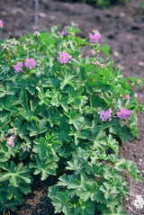 Géranium vivace Cambridge en godet - Geranium x cantabrigiense - H 10-25 cm, pot Ø9 cm - photo 6