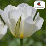 Tulipe White Valley - tulipe blanche - lot de 20 bulbes calibre 11/12
