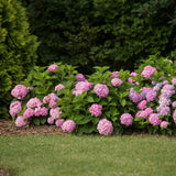 Hortensia Endless Summer The Original rose - Hydrangea macrophylla - H 20-25 cm, pot Ø14 cm - photo 3
