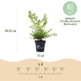 Buis BetterBuxus Babylon Beauty pour haie - 6 plants pour 1 m - H 30-35 cm, pot Ø13 cm