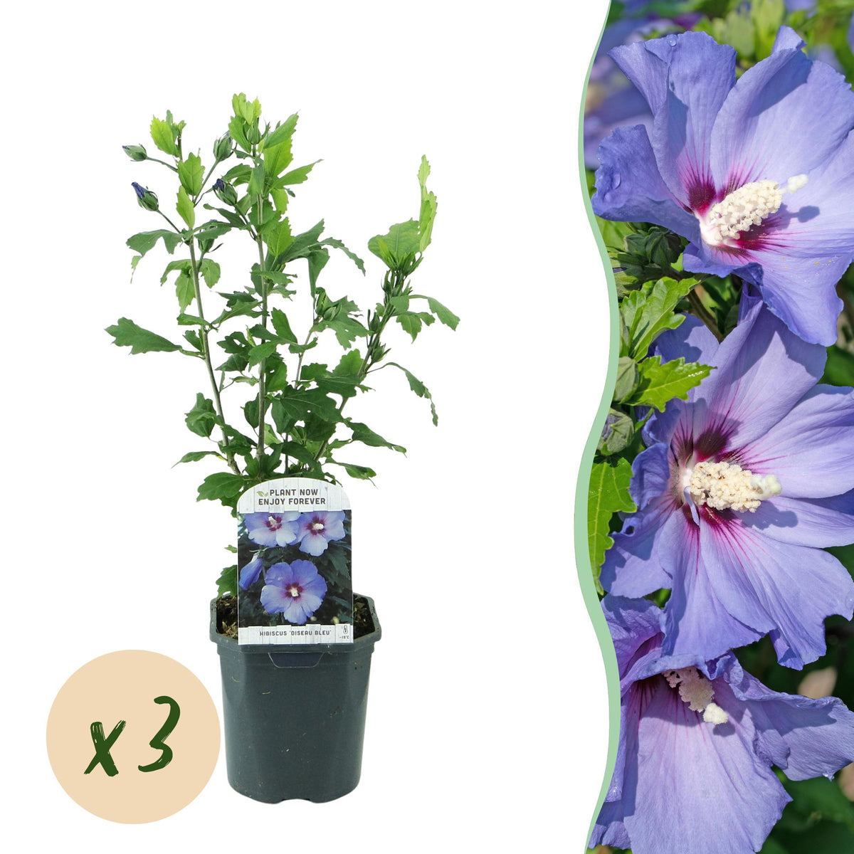 Green boutiQ - Planta de Jardim - Hibiscus syriacus Oiseau Blue - Hibiscus de Jardim - Resistente ao Inverno - Azul - 3 Plantas - Vaso 17cm - Altura 45cm