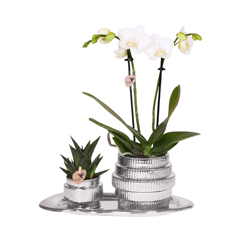 Orchidée Phalaenopsis blanche Mineral Amabilis et succulente - coffret Allure Shiny argent - pot Ø9 cm