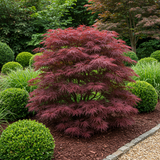 Érables du Japon Sumi-nagashi - 2 plants - H 70 cm, pot Ø19 cm