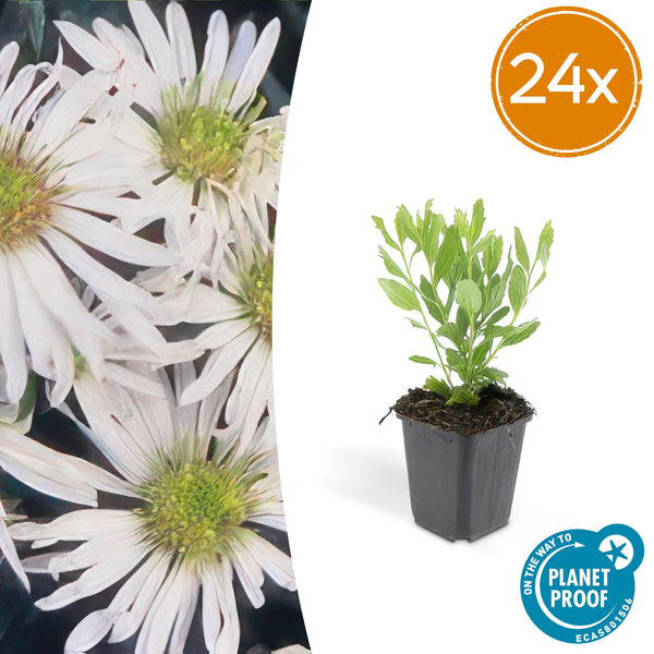 Aster ageratoides Ashvi en godet - Aster blanc - H 10-25 cm, pot Ø9 cm
