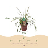 Carex Ice Dance - 4 plants - H 50 cm, pot Ø17 cm