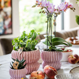 Orchidée Phalaenopsis rose Mineral Antwerpen et 2 succulentes - coffret Horizon rose - pot Ø9 cm