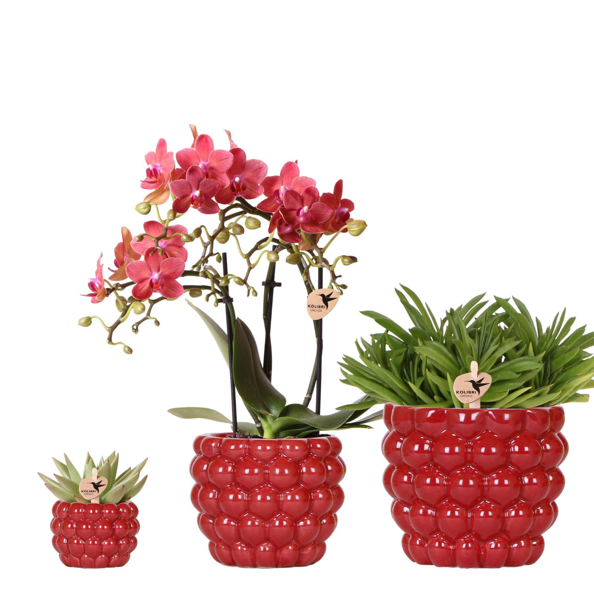 Orchidée rouge Blossom Congo et 2 succulentes en cache-pots Berry rouges - H 40 cm