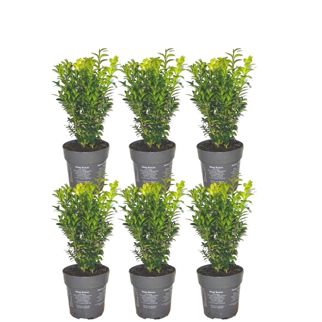 Buis commun pour haie - Buxus sempervirens - 6 plants - H 20 cm, pot Ø12 cm