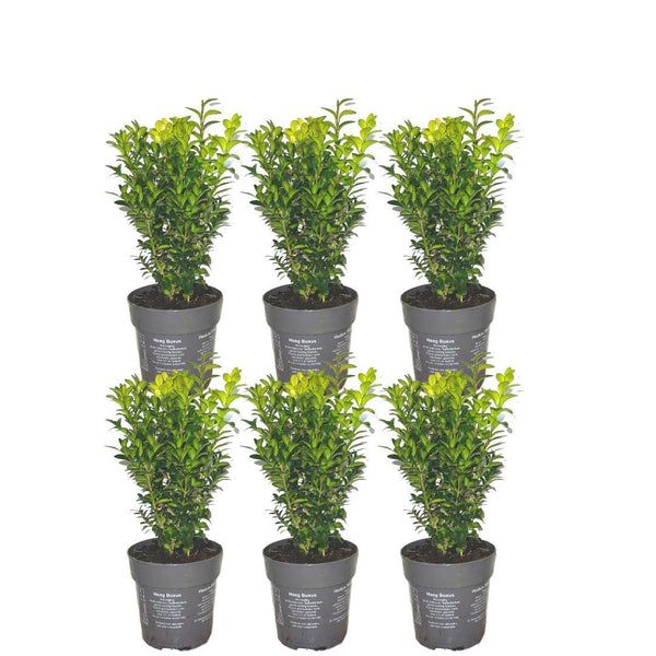 Buis commun pour haie - Buxus sempervirens - 6 plants - H 20 cm, pot Ø12 cm