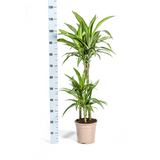 Dracaena White Stripe