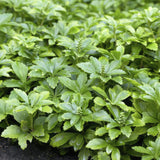 Pachysandre Green Carpet en godet - Pachysandra terminalis - H 10-25 cm, pot Ø9 cm - photo 4