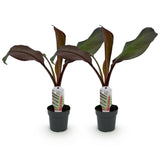 Bananier d'Abyssinie rouge Maurelii - Ensete ventricosum - 2 plants - H 30 cm, pot Ø12 cm