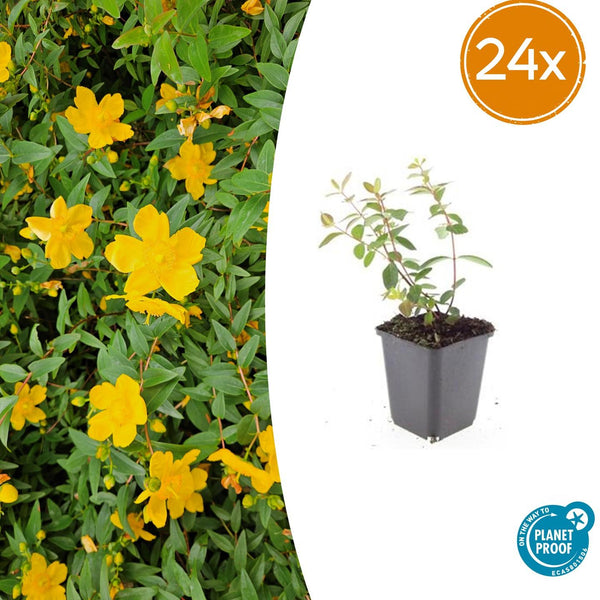 Millepertuis Peter Dummer en godet - Hypericum x dummeri - H 10-25 cm, pot Ø9 cm