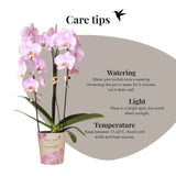 Orchidées Phalaenopsis roses Niagara Fall Xanion - lot de 2 ou 4 - pot Ø12 cm
