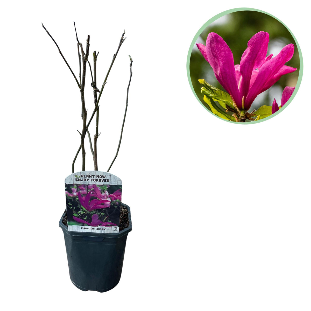 Magnolia Susan - fleurs rose foncé - H 45 cm, pot Ø17 cm
