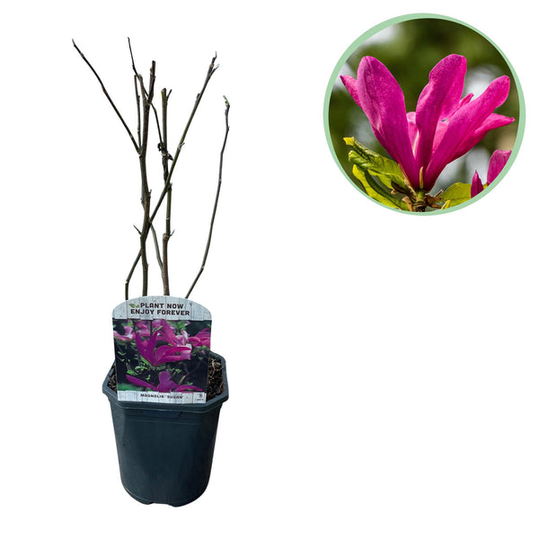 Magnolia Susan - fleurs rose foncé - H 45 cm, pot Ø17 cm
