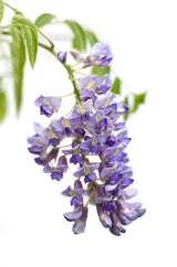 Glycines de Chine Prolific - Wisteria sinensis - 2 plants - H 65 cm, pot Ø15 cm