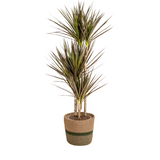 Dracaena Marginata Magenta avec cache-pot