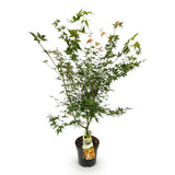 Érable du Japon Katsura - H 90 cm, pot Ø26 cm