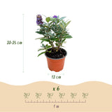 Green boutiQ - Planta de Jardim - Buddleja davidii Butterfly Candy Little Tricolour - Arbusto Borboleta - Compacto - Rosa-Branco-Lilás - 3 Plantas - Vaso 12cm - Altura 20-25cm