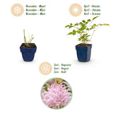 Astilbe Europa - H 15-25 cm, pot Ø11 cm - photo 4