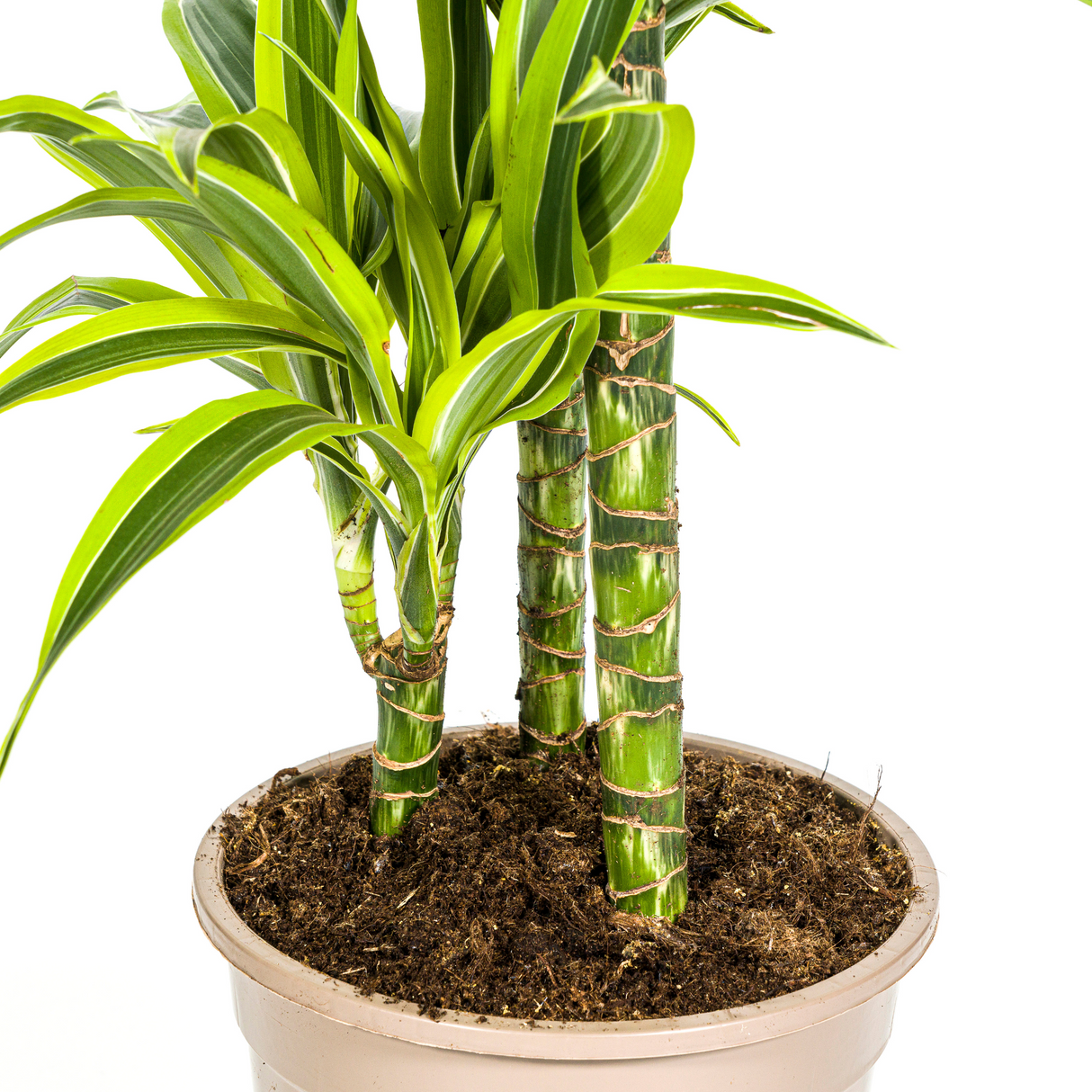 Dracaena Lemon Lime avec cache-pot