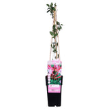 Chèvrefeuille des bois Serotina - Lonicera periclymenum - H 65 cm, pot Ø15 cm