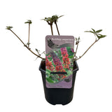 Arbre aux papillons Flower Power - Buddleja davidii - H 30 cm, pot Ø17 cm