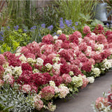 Hortensia paniculé Groundbreaker Ruby - H 20-25 cm, pot Ø14 cm - photo 5