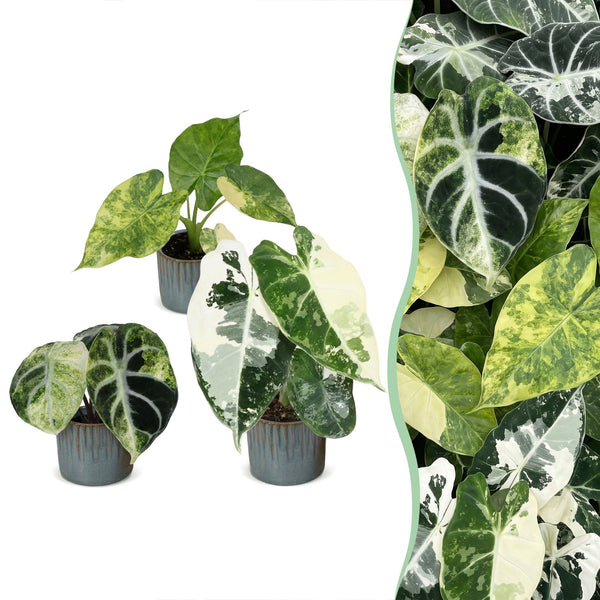 Baby Alocasia Tricolour Variegata avec cache-pots Linnea bleu brume - lot de 3 mini plantes