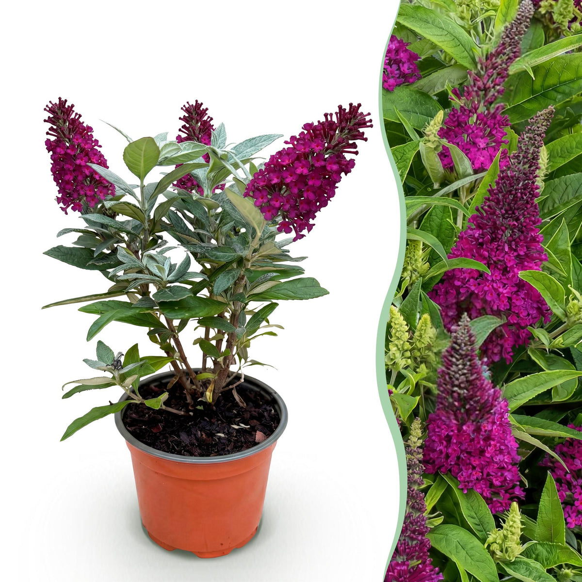 Buddleia Little Ruby - H 20-25 cm, pot Ø12 cm