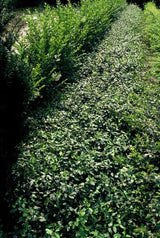 Fusain rampant Dart's Blanket en godet - Euonymus fortunei - H 10-25 cm, pot Ø9 cm - photo 6