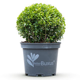 Buis BetterBuxus Skylight en boule - Ø25 cm, pot Ø23 cm