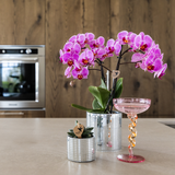 Orchidée Phalaenopsis violette Mineral Vienna avec cache-pot Disco - H 40 cm, pot Ø9 cm