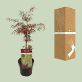 Érable du Japon Garnet - Acer palmatum Dissectum - H 40 cm, pot Ø19 cm