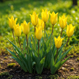Tulipe des bois - calibre 5/6