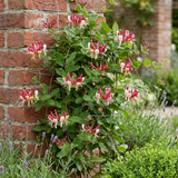 Chèvrefeuille du Japon Red World - Lonicera japonica - H 35 cm, pot Ø9 cm - photo 4