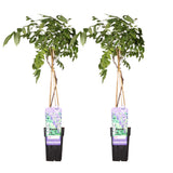 Glycines de Chine Prolific - Wisteria sinensis - 2 plants - H 65 cm, pot Ø15 cm