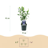 Green boutiQ - Planta de Jardim - Hibiscus syriacus Oiseau Blue - Hibiscus de Jardim - Resistente ao Inverno - Azul - 3 Plantas - Vaso 17cm - Altura 45cm