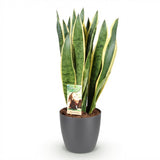 Sansevieria Laurentii – Langue de belle-mère | Grande taille, Pot 21 cm