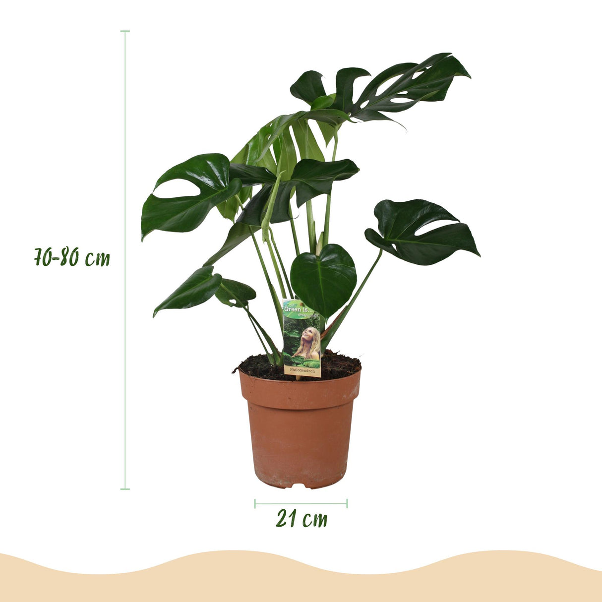 Monstera Deliciosa – Plante trouée | Grande taille, Pot 21 cm