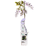 Glycine de Chine Caroline - Wisteria sinensis - H 65 cm, pot Ø15 cm