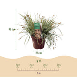 Carex Everest - 4 plants - H 50 cm, pot Ø17 cm